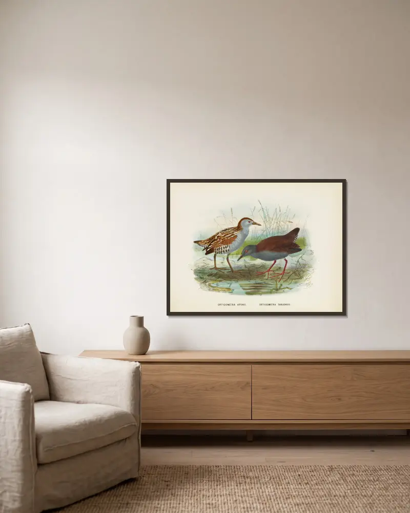 Ortygometra affinis och Ortygometra tabuensis av John Gerrard Keulemans inramad på en vägg