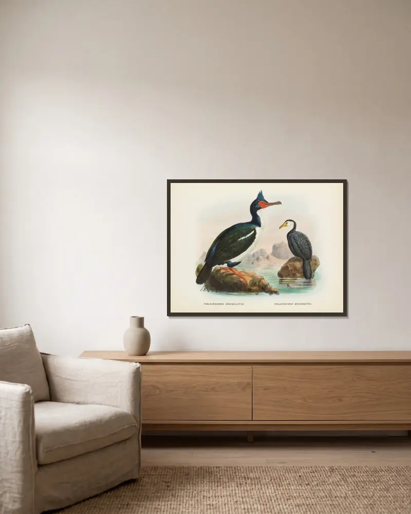 Phalacrocorax carunculatas [onslowi] och Phalacrocorax brevirostris av John Gerrard Keulemans inramad på en vägg