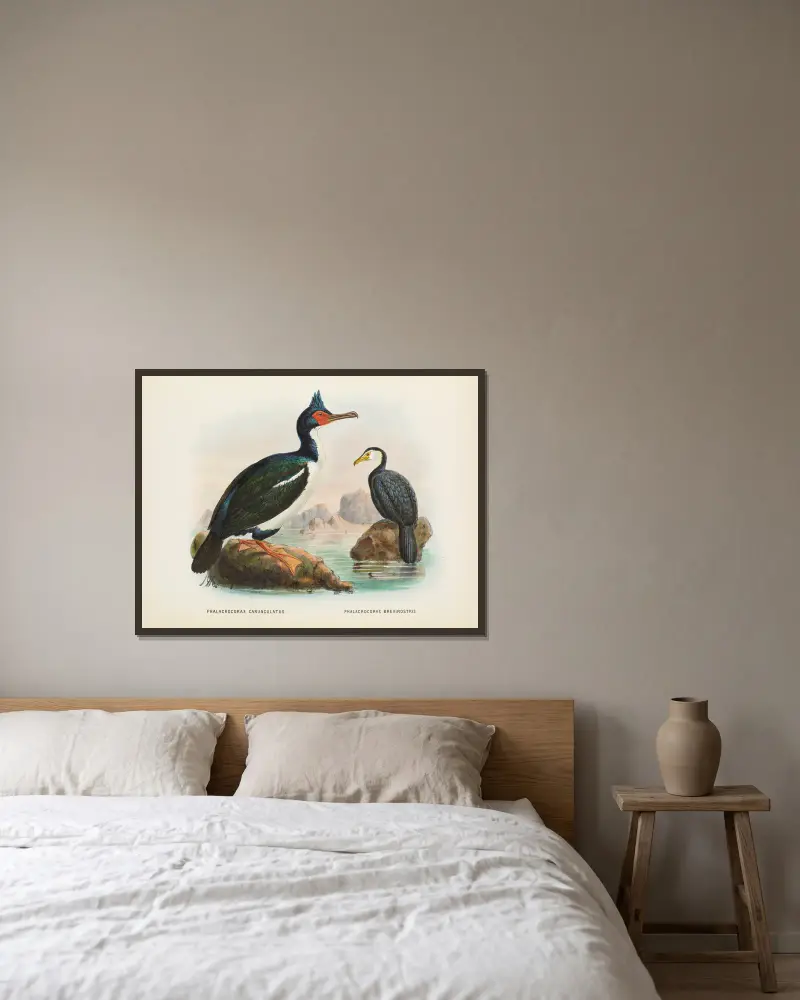 Phalacrocorax carunculatas [onslowi] och Phalacrocorax brevirostris av John Gerrard Keulemans inramad på en vägg