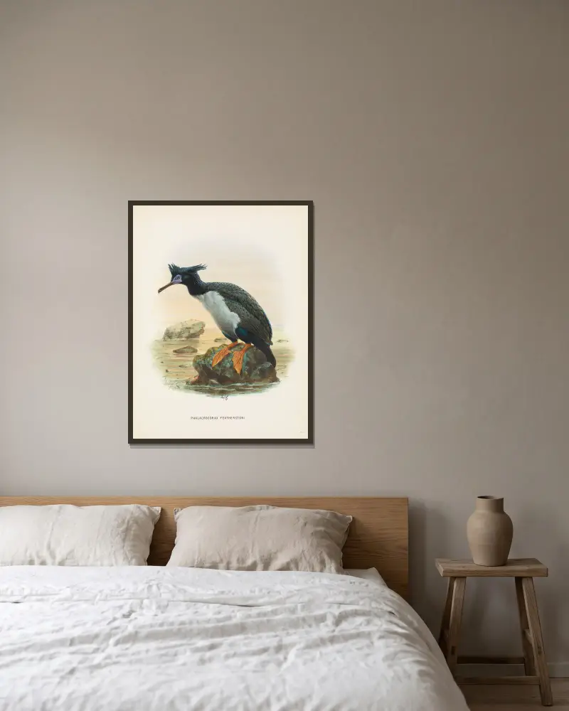 Phalacrocorax featherstoni, John Gerrard Keulemans v rámu na stěně
