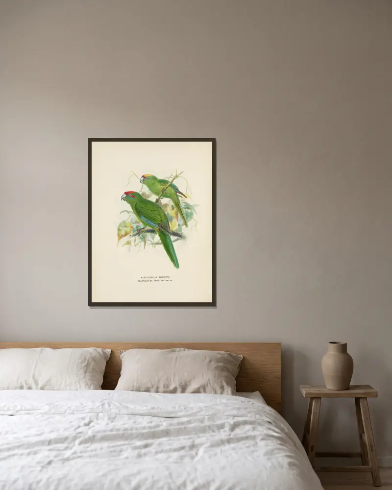 Platycercus auriceps, Platycercus Nove Zealandiae av John Gerrard Keulemans inramad på en vägg