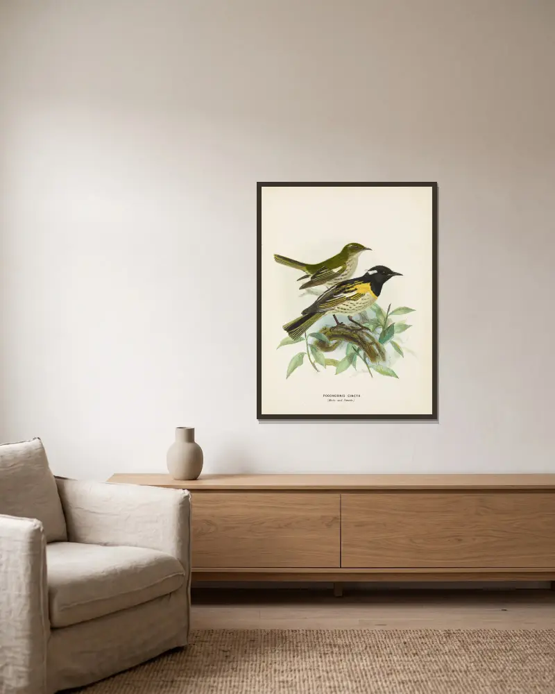 Pogonornis cincta (Male and Female) av John Gerrard Keulemans inramad på en vägg