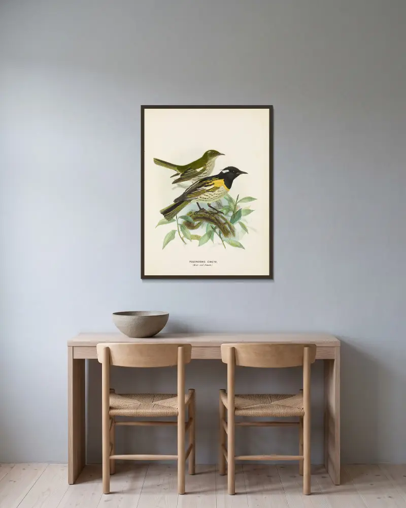 Pogonornis cincta (Male and Female) av John Gerrard Keulemans inramad på en vägg