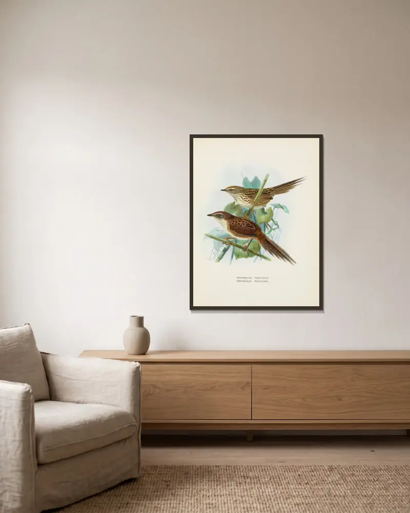 Spenoeacus punctatus und Spenoeacus rufescens von John Gerrard Keulemans gerahmt an einer Wand