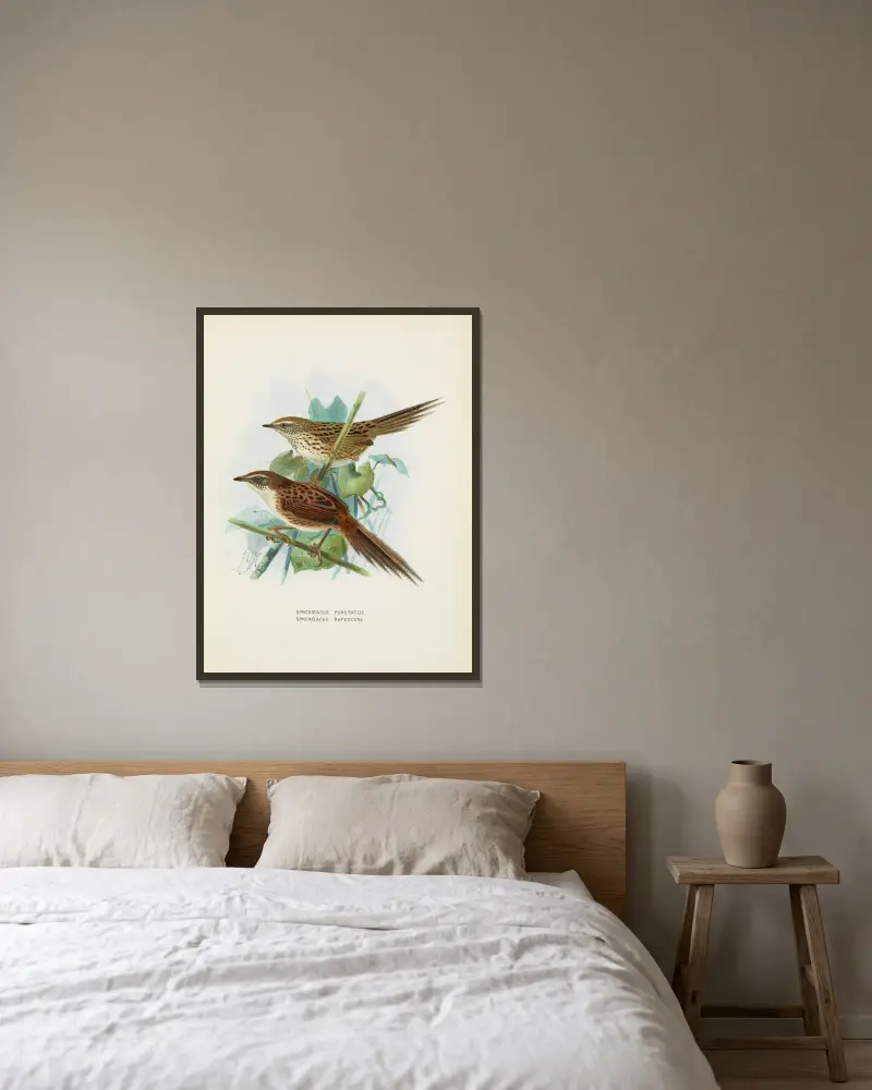 Spenoeacus punctatus und Spenoeacus rufescens von John Gerrard Keulemans gerahmt an einer Wand
