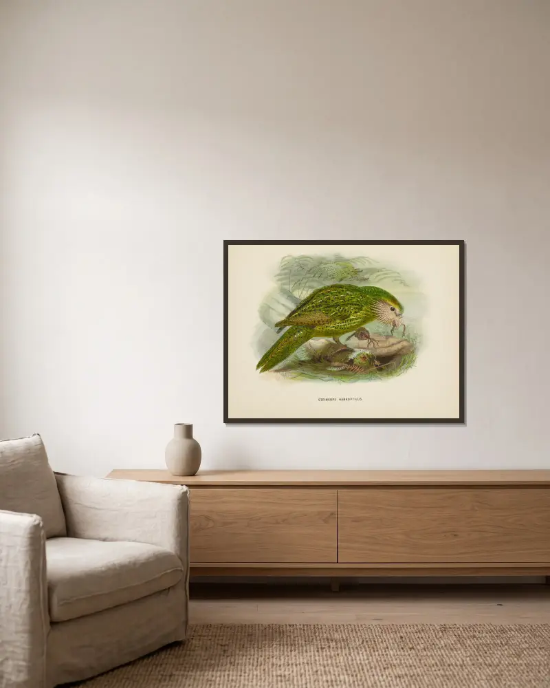 Stringops habroptilus von John Gerrard Keulemans gerahmt an einer Wand