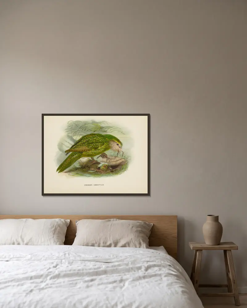Stringops habroptilus von John Gerrard Keulemans gerahmt an einer Wand