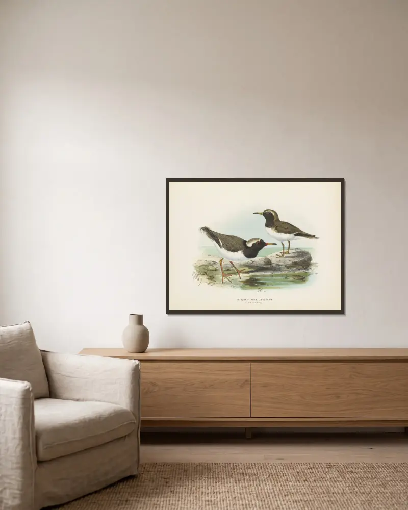 Thinornis nove zealandiae (Altvogel und Jungvogel) von John Gerrard Keulemans gerahmt an einer Wand