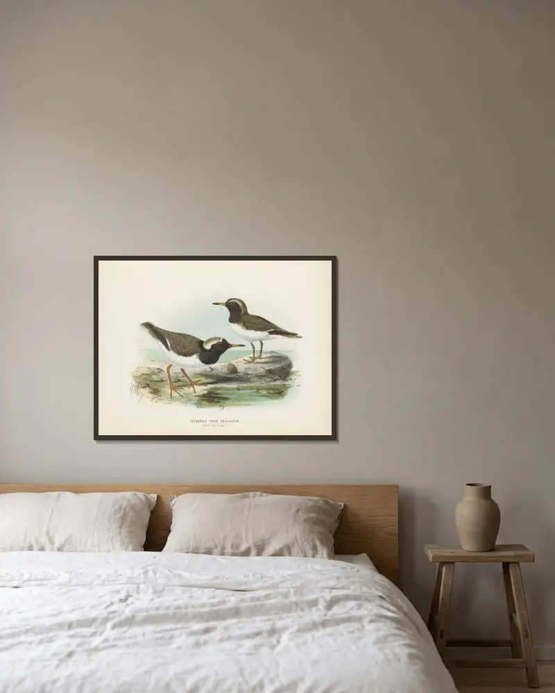 Thinornis nove zealandiae (Altvogel und Jungvogel) von John Gerrard Keulemans gerahmt an einer Wand