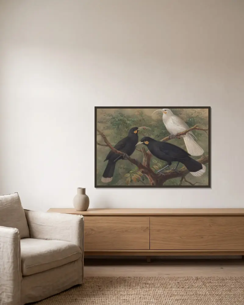 Three huia (Heteralocha acutirostris) av John Gerrard Keulemans inramad på en vägg