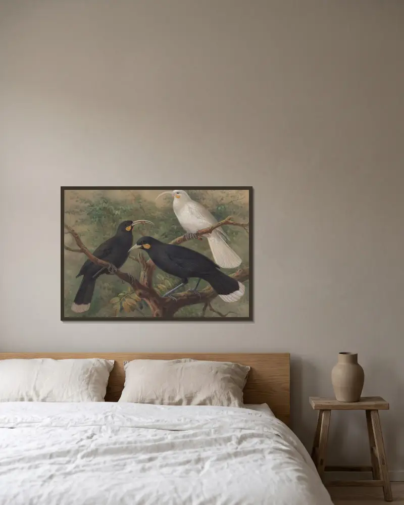 Three huia (Heteralocha acutirostris) av John Gerrard Keulemans inramad på en vägg