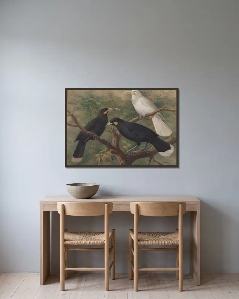 Three huia (Heteralocha acutirostris) av John Gerrard Keulemans inramad på en vägg