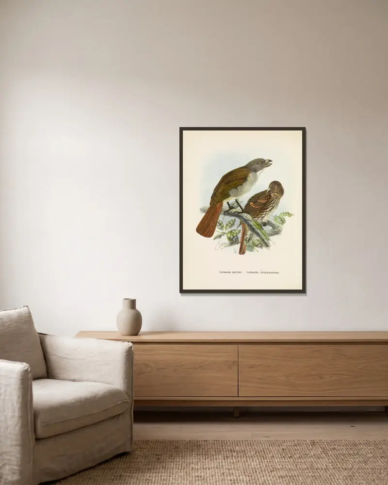 Turnagra hectori och Turnagra crassirostris av John Gerrard Keulemans inramad på en vägg