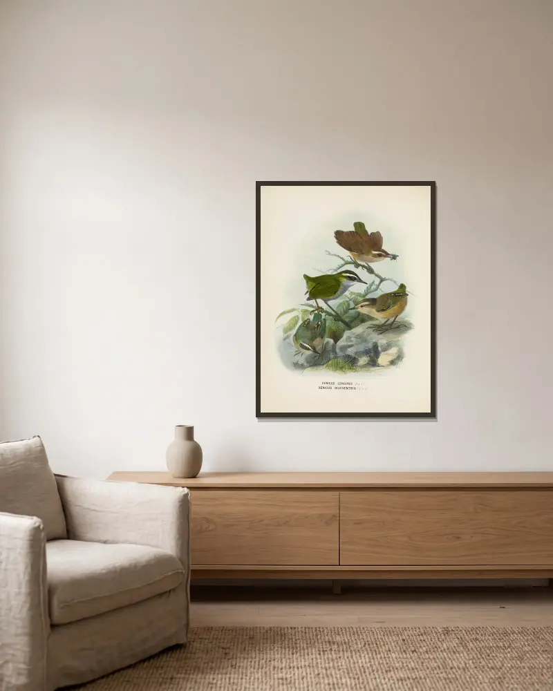 Xenicus longipes (Männchen und Weibchen) und Xenicus gilviventris (Männchen und Weibchen) von John Gerrard Keulemans gerahmt an einer Wand