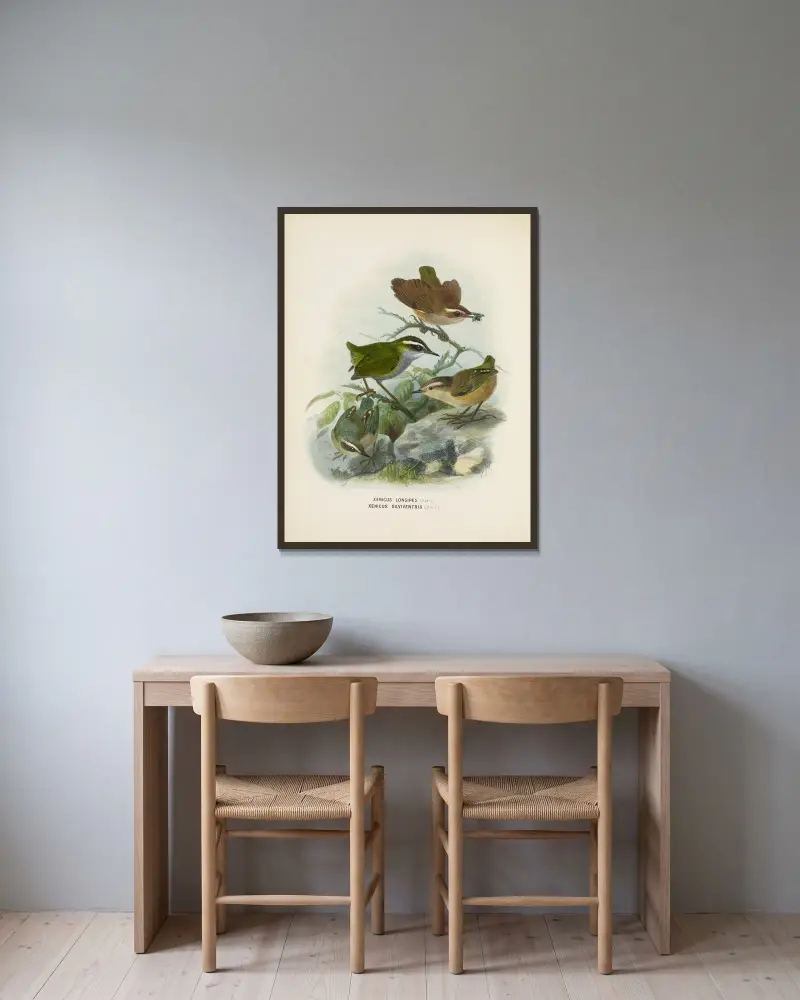 Xenicus longipes (Männchen und Weibchen) und Xenicus gilviventris (Männchen und Weibchen) von John Gerrard Keulemans gerahmt an einer Wand