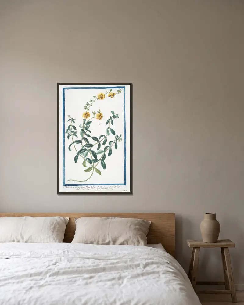 Helianthemum vulgare, flore luteo (Solvända) av Giorgio Bonelli inramad på en vägg
