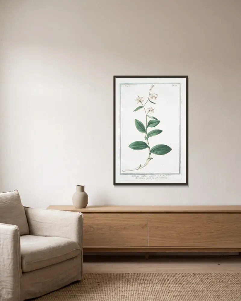 Helleborine, latifolia montana – eleboro picólo falso – L' Elléborine av Giorgio Bonelli inramad på en vägg