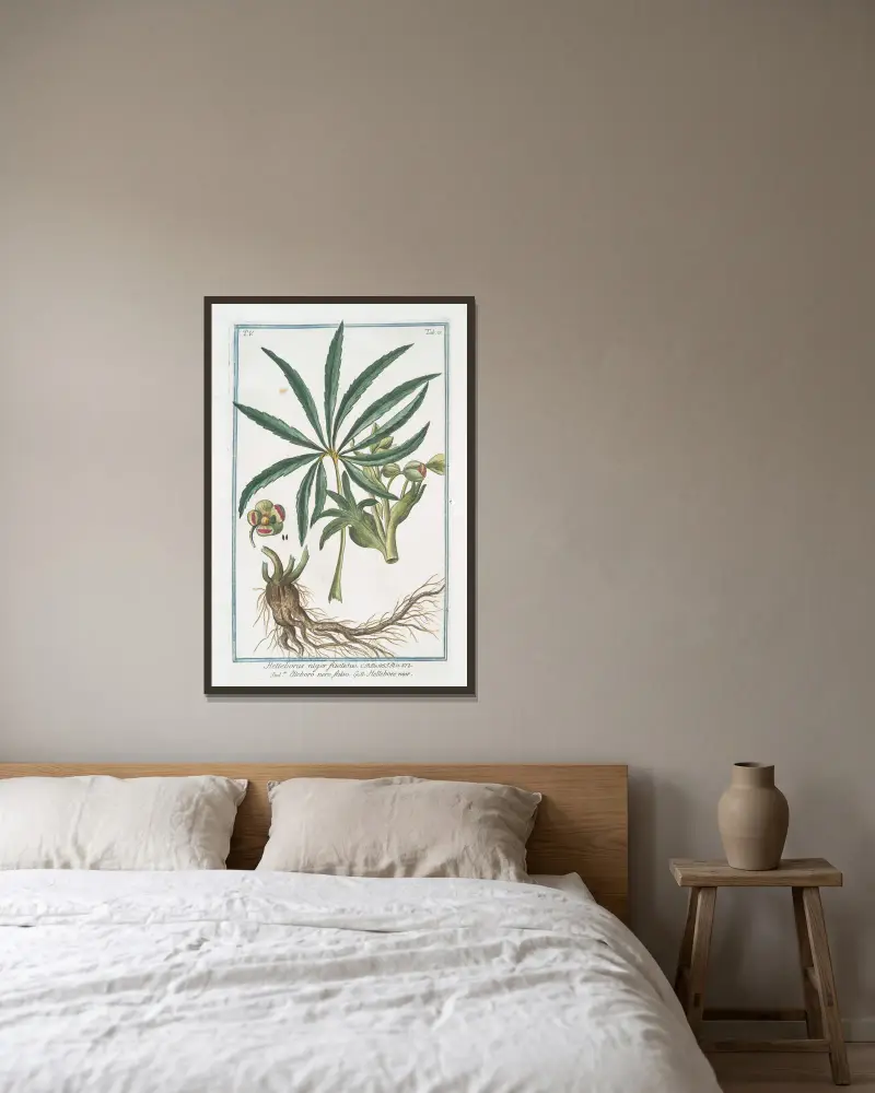 Helleborus niger foetidus – falsk julros av Giorgio Bonelli inramad på en vägg