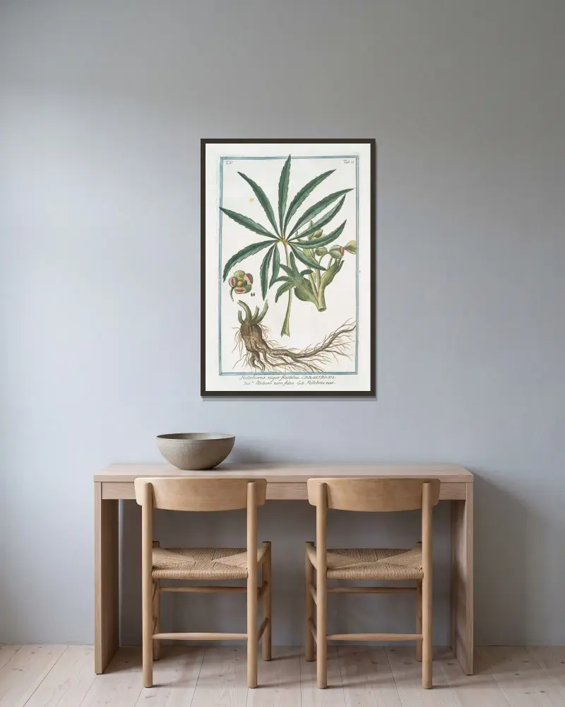 Helleborus niger foetidus – falsk julros av Giorgio Bonelli inramad på en vägg
