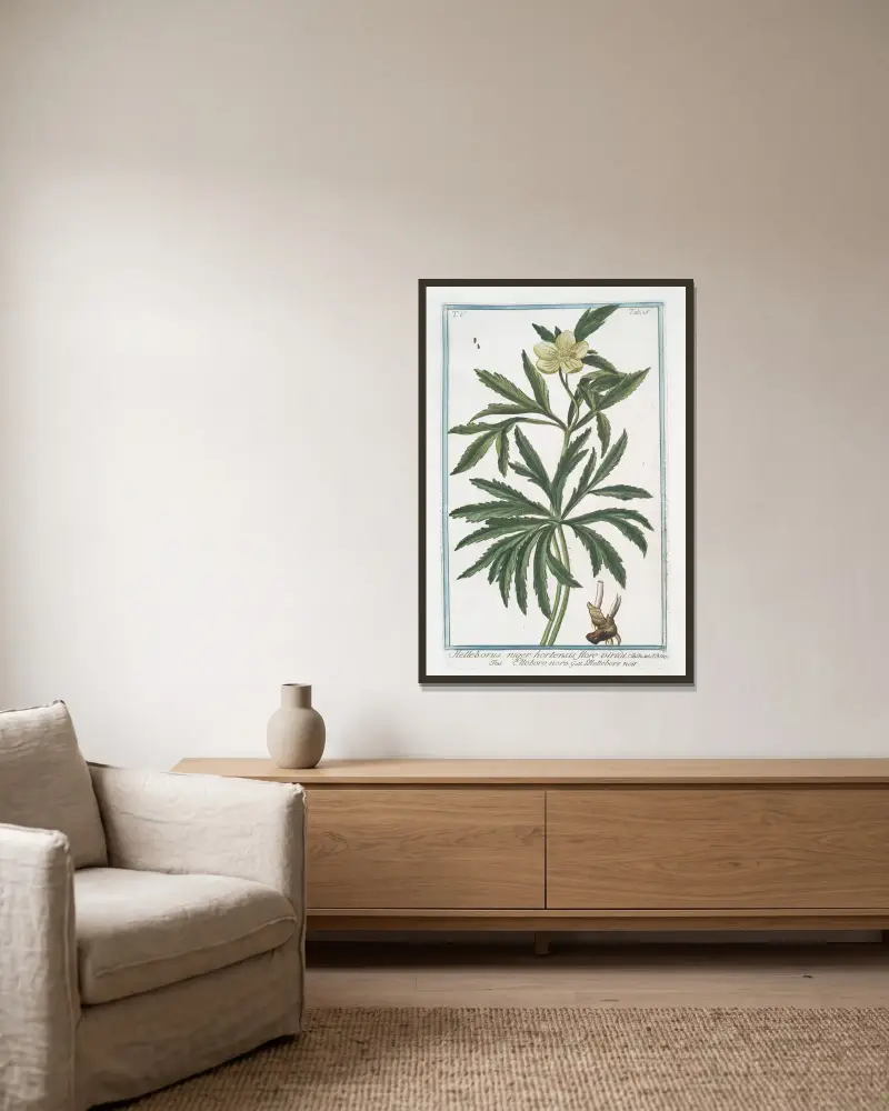 Helleborus niger hortensis flore viridi – Julros (Green Hellebore) av Giorgio Bonelli inramad på en vägg