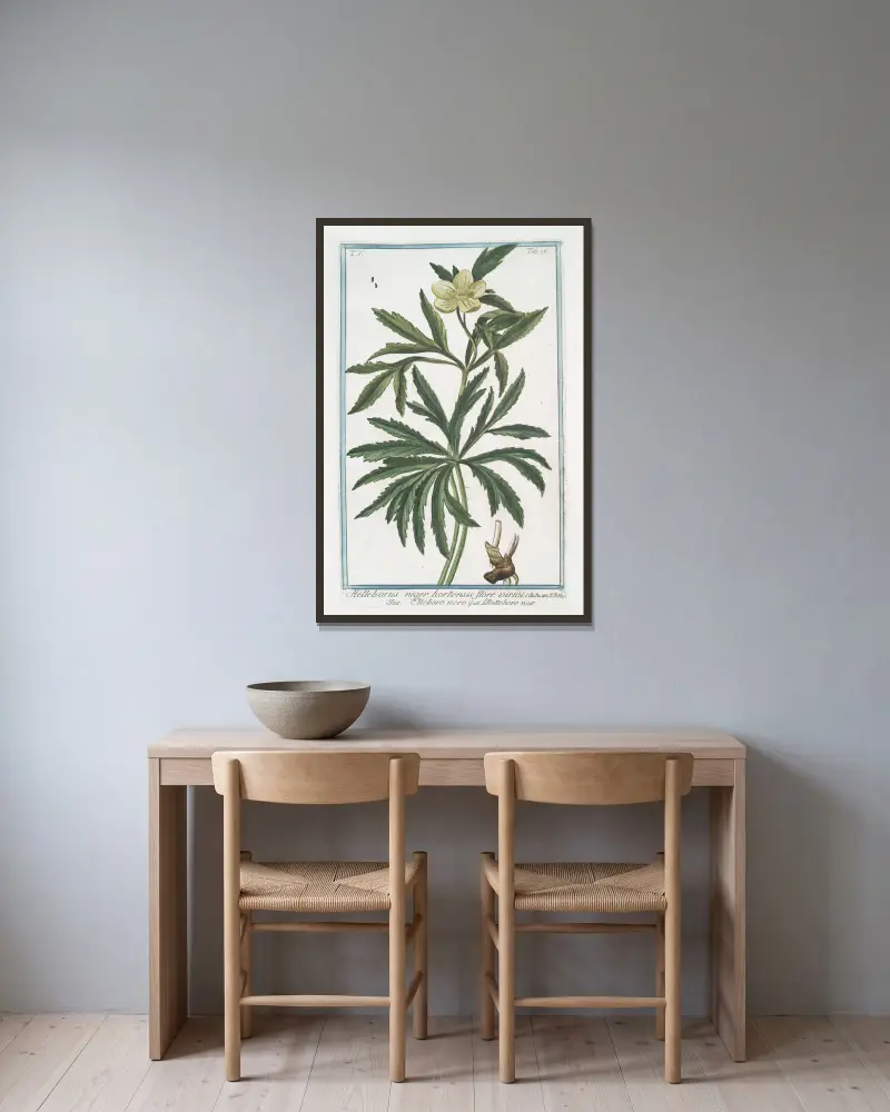 Helleborus niger hortensis flore viridi – Julros (Green Hellebore) av Giorgio Bonelli inramad på en vägg