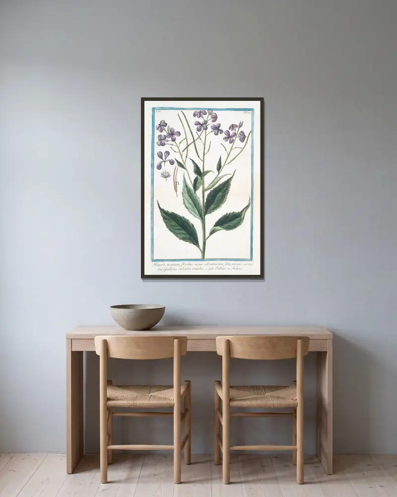 Hesperis montana (Sweet Rocket) av Giorgio Bonelli inramad på en vägg