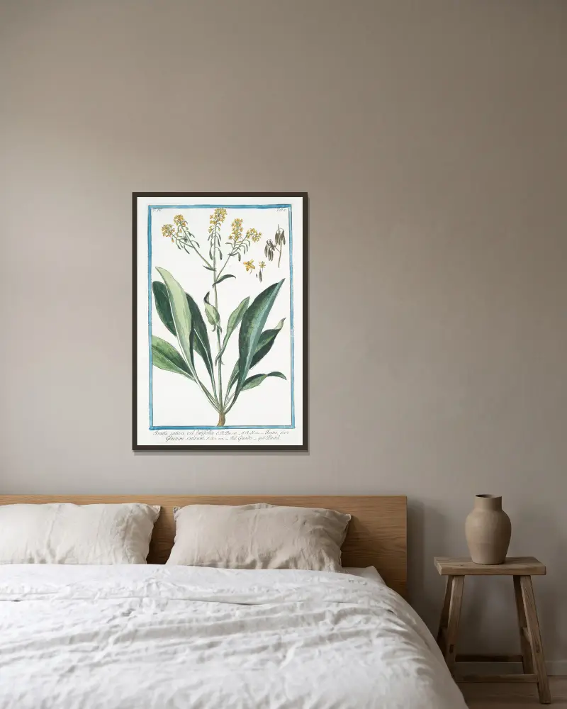 Isatis sativa, vel latifolia – Isatis, sive Glastum sativum – Guado – Pastel (Vejde) av Giorgio Bonelli inramad på en vägg