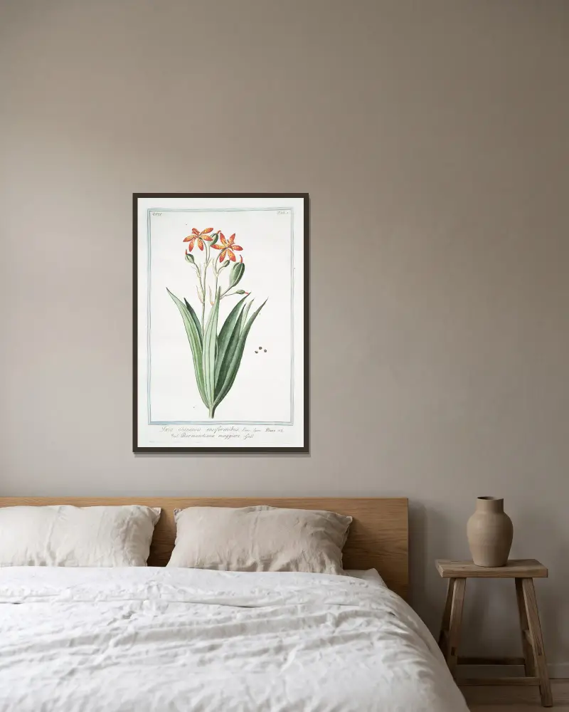 Ixia chinensis ensiformibu – Bermundiana maggiore (Iris chinensis, Leopardlilja) av Giorgio Bonelli inramad på en vägg