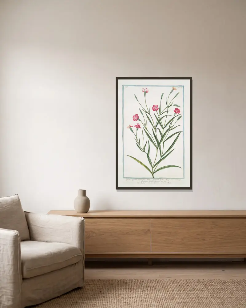 Lychnis Segetum Nigellastrum minus glabrum dicta. – Agrostema Celirosa – Nigellastro minore – La Nielle des Bleds. (Svartklätt) av Giorgio Bonelli inramad på en vägg