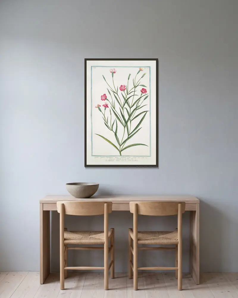 Lychnis Segetum Nigellastrum minus glabrum dicta. – Agrostema Celirosa – Nigellastro minore – La Nielle des Bleds. (Svartklätt) av Giorgio Bonelli inramad på en vägg