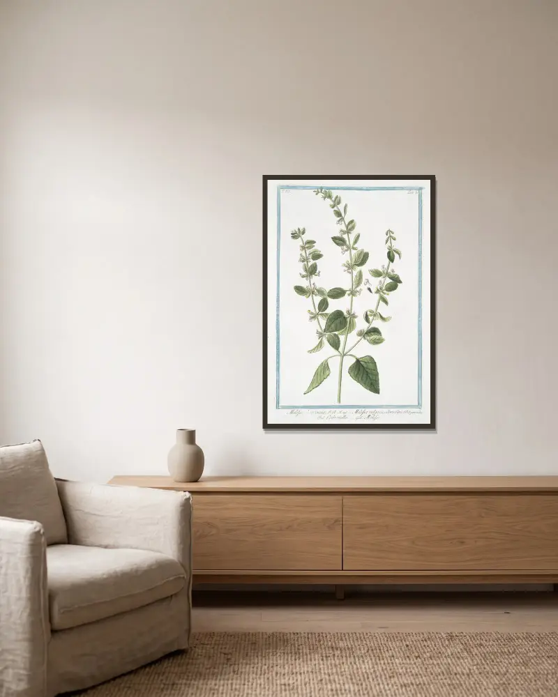 Melissa hortensis – Melissa vulgaris, odore Citri – Cedronella – Melisse. (Lemon Balm) av Giorgio Bonelli inramad på en vägg