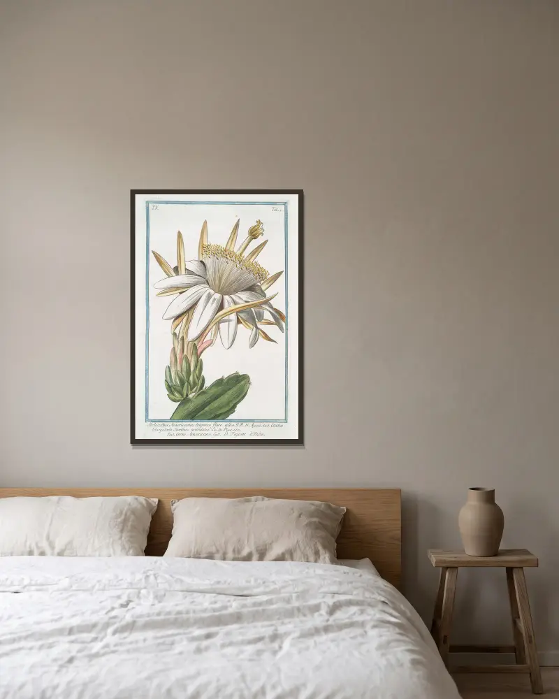 Melocactus Americanus trigonus flore albo – Cereo Americano – Le figuier o’Inde (Cactus melon) av Giorgio Bonelli inramad på en vägg