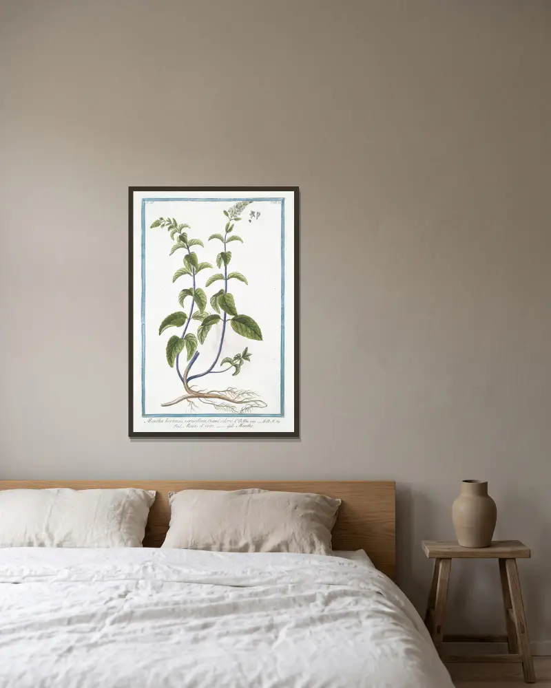 Mentha hortensis, verticillata, Ocimi odore – Menta d’Orto – Menthe. (Mięta ogrodowa), Giorgio Bonelli w ramie na ścianie