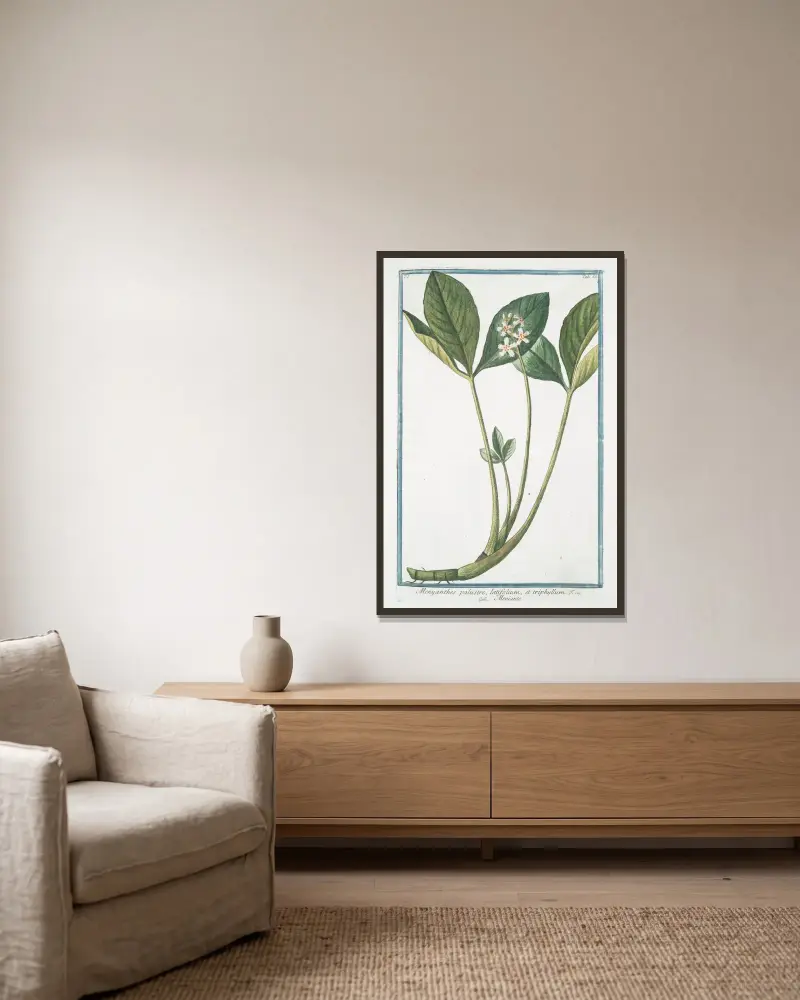 Menyanthes palustre, latifolium, et triphhyllum – Meniante von Giorgio Bonelli gerahmt an einer Wand