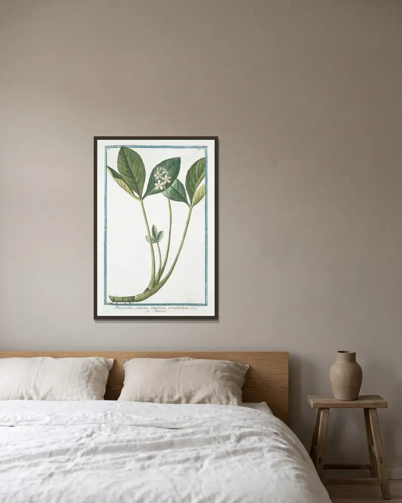 Menyanthes palustre, latifolium, et triphhyllum – Meniante von Giorgio Bonelli gerahmt an einer Wand