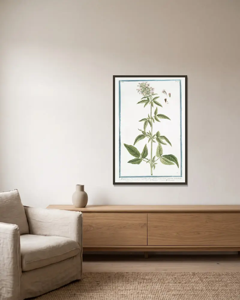 Moldavica Americana trifolia odore gravi, Camphoræ spirans penetrantissimum – Moldavica – Moldavique. (Moldavian balm) av Giorgio Bonelli inramad på en vägg