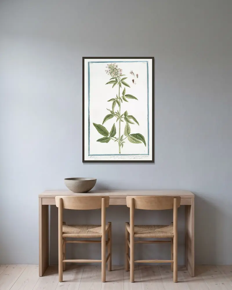 Moldavica Americana trifolia odore gravi, Camphoræ spirans penetrantissimum – Moldavica – Moldavique. (Moldavian balm) av Giorgio Bonelli inramad på en vägg
