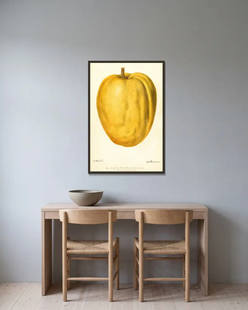 Citrus medica: Citron of Commerce, 1896 – nr 2 av Deborah Griscom Passmore inramad på en vägg