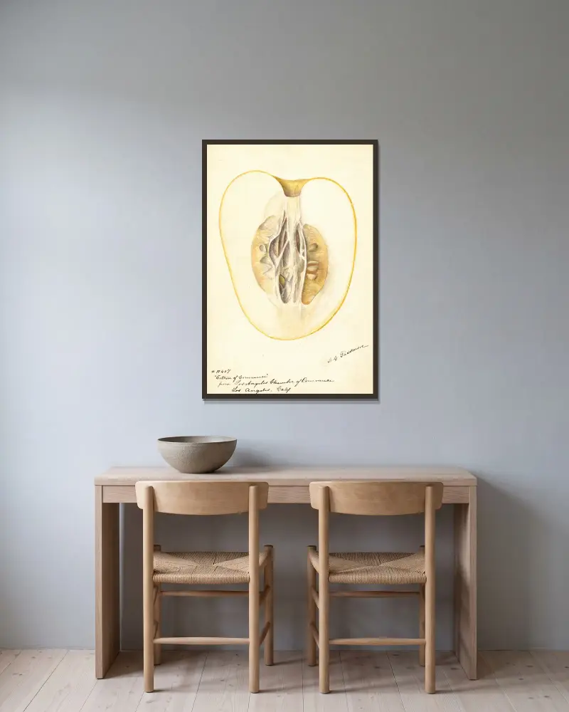 Citrus medica: Zitrone des Handels, 1896 – Nr. 1 von Deborah Griscom Passmore gerahmt an einer Wand