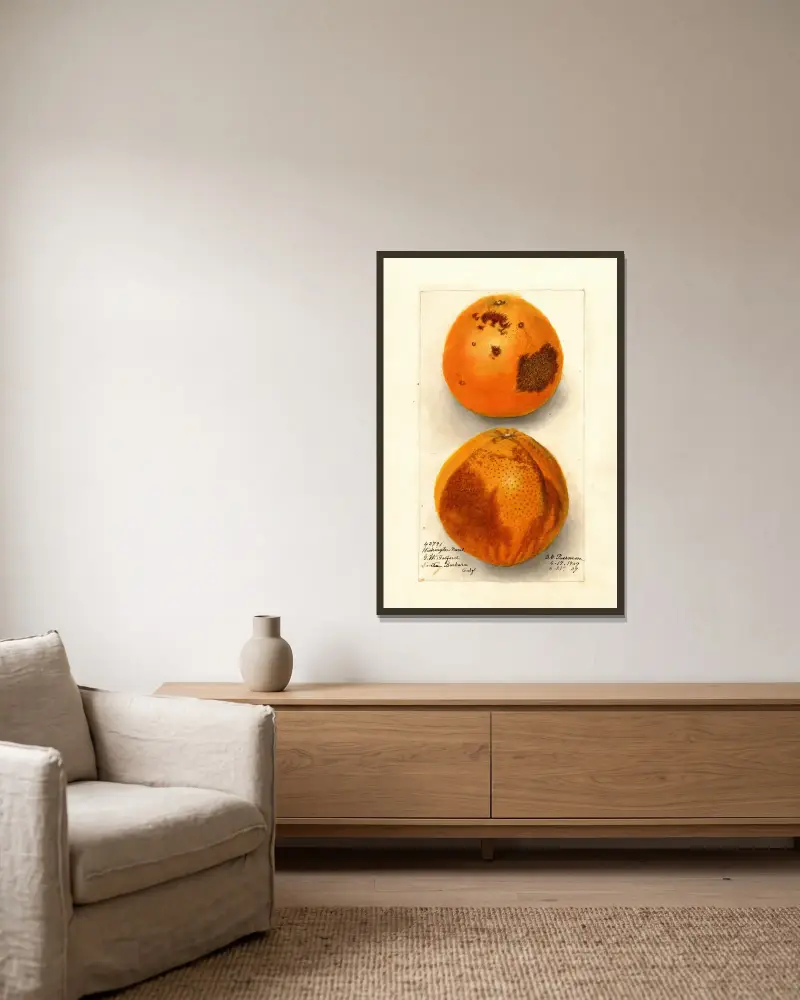 Citrus sinensis: Washington Navel von Deborah Griscom Passmore gerahmt an einer Wand