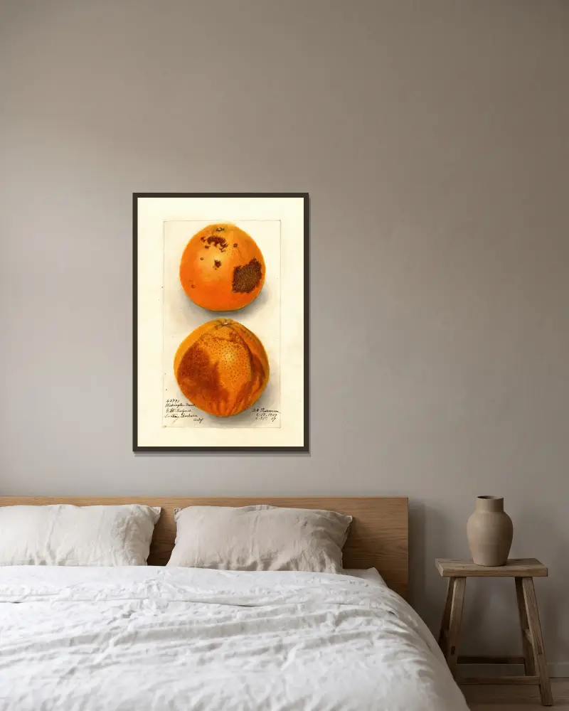 Citrus sinensis: Washington Navel von Deborah Griscom Passmore gerahmt an einer Wand