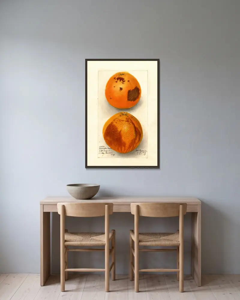 Citrus sinensis: Washington Navel von Deborah Griscom Passmore gerahmt an einer Wand