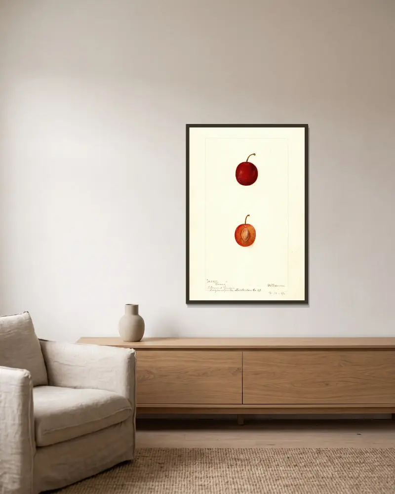 Prunus domestica: Warren, Deborah Griscom Passmore v rámu na stěně