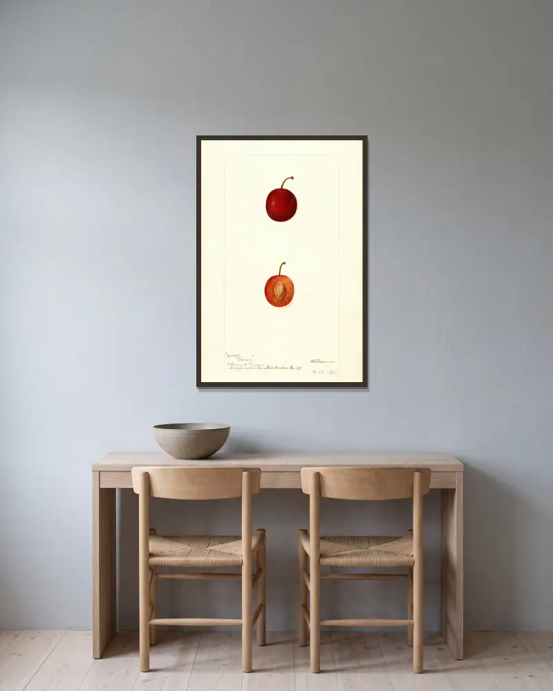 Prunus domestica: Warren, Deborah Griscom Passmore v rámu na stěně