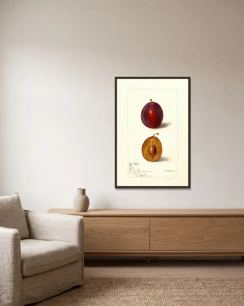 Prunus domestica: Yamhill, Deborah Griscom Passmore v rámu na stěně