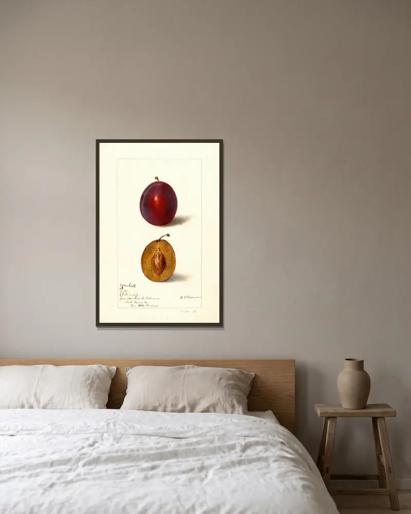 Prunus domestica: Yamhill, Deborah Griscom Passmore v rámu na stěně