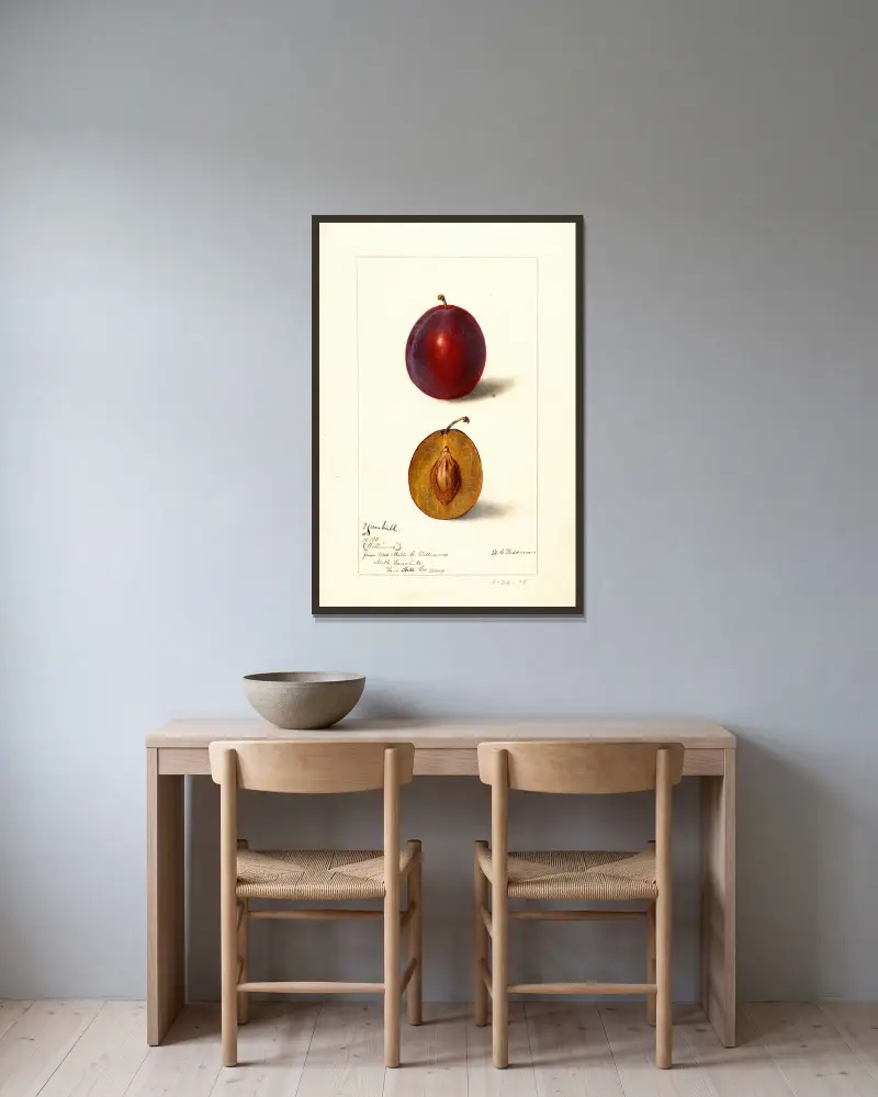 Prunus domestica: Yamhill, Deborah Griscom Passmore v rámu na stěně