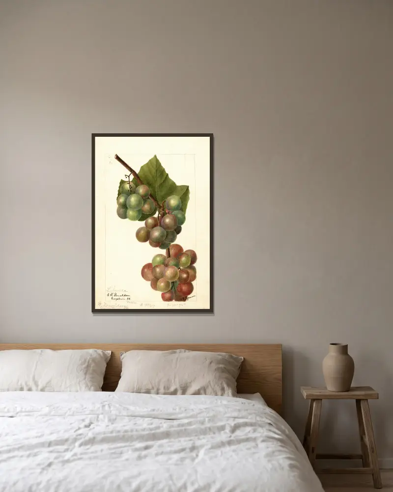 Vitis: Labrusca, Deborah Griscom Passmore v rámu na stěně