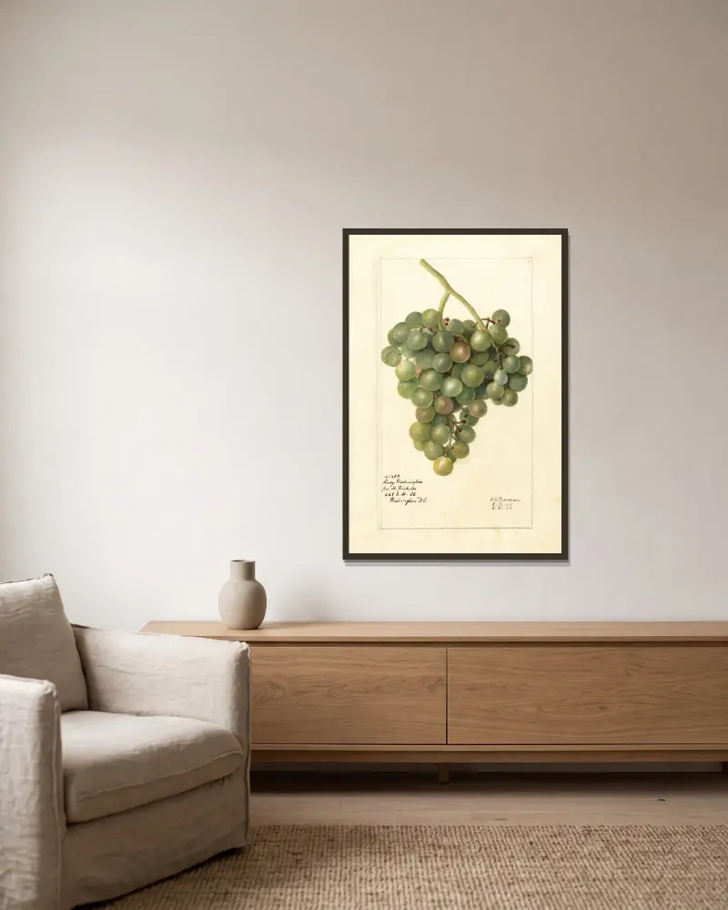 Vitis: Lady Washington, Deborah Griscom Passmore w ramie na ścianie