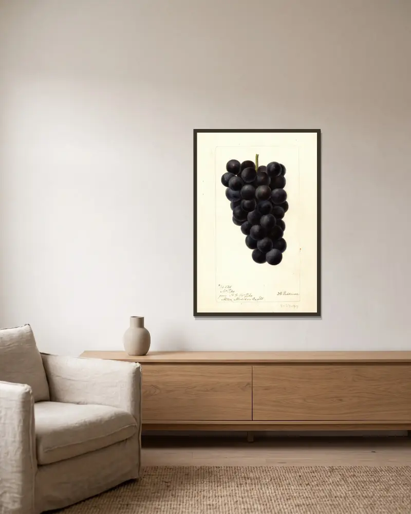 Vitis: McPike, Deborah Griscom Passmore w ramie na ścianie